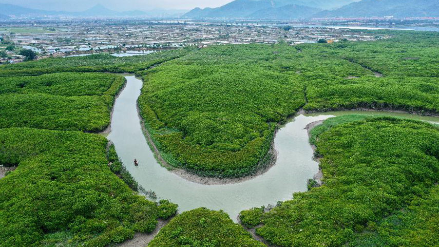 福建云霄：鹭鸟云集红树林