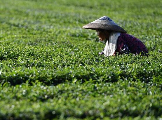 湖北恩施：茶农抢采立秋茶