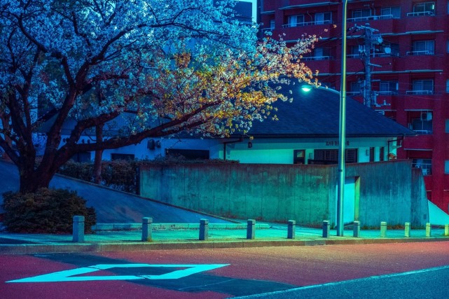 日本樱花盛开，这位美